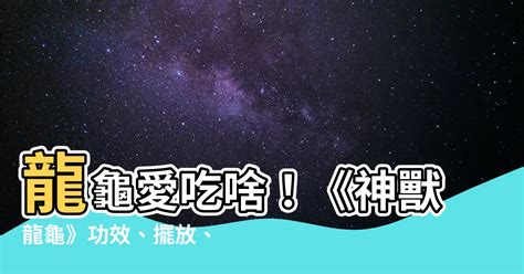 龍龜吃什麼|龍龜禁忌有哪些，買龍龜不可不知道的幾件事！